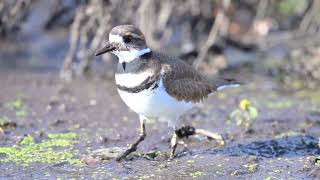 Killdeer Tap Dancing for Food [upl. by Ymassej]