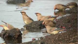 ヒレンジャク Japanese Waxwing Bombycilla Japonica [upl. by Allit]