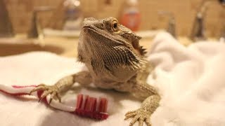 BEARDED DRAGON HYGIENE 101  Grooming [upl. by Lynsey]