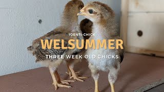 Welsummer 3WeekOld Chicks [upl. by Esoj111]