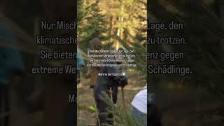 Welche Bäume pflanzt du in deinem Wald Mischwälder bieten durch ihre Vielfalt an Baumarten [upl. by Margalit158]