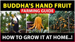 Buddhas hand fruit Farming  How to grow buddhas hand fruit plant at Home [upl. by Adnerol919]