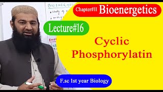 Biology Ch11Lecture16 Cyclic phosphorylation FSc 1st Year [upl. by Ahseiyk110]