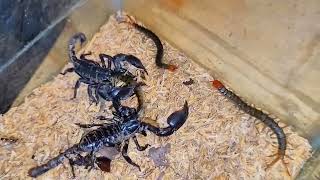 The Best Scorpion Fight With Centipede [upl. by Zink]