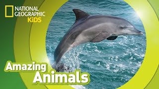 Bottlenose Dolphin 🐬  Amazing Animals [upl. by Cowley]