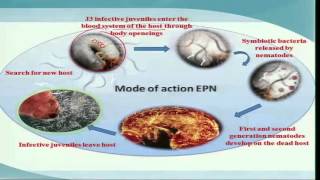 Mod04 Lec19 Biological Control  Microbes Entomopathogenic Nematodes [upl. by Ennaeilsel796]