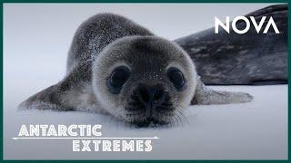 How Antarctica’s Cutest Baby Seals Grow Up I Antarctic Extremes [upl. by Pansie]