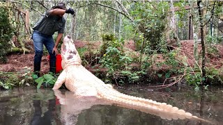 Rare Leucistic Alligator Bath VLOGMAS DAY 6 [upl. by Norak700]