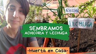 Cómo se siembra la Achicoria y Lechuga desde semilla [upl. by Tammie844]