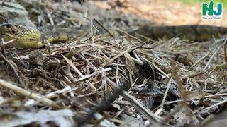 New Jerseys Timber Rattlesnake [upl. by Ecydnak]