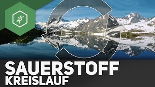 Sauerstoffkreislauf – Stoffkreisläufe 4 [upl. by Avik]