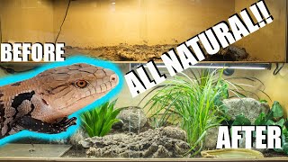 NATURALISTIC BLUE TONGUE SKINK SETUP [upl. by Nus198]