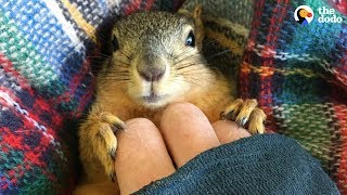 Rescue Squirrel Asks His Parents To Adopt Him  PEANUT  The Dodo [upl. by Hbaruas]