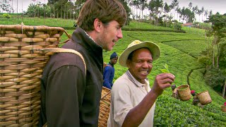 How to Pick Tea  This World The Tea Trail With Simon Reeve  BBC Studios [upl. by Yalonda335]