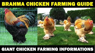 BRAHMA CHICKEN FARMING  Business Starting Plan For Beginners  Giant Chicken Farming [upl. by Nivonod]