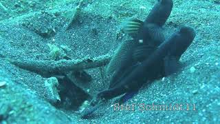 Lembehstreet Pistolenkrebs Snapping Shrimp Shrimgoby [upl. by Stallworth]