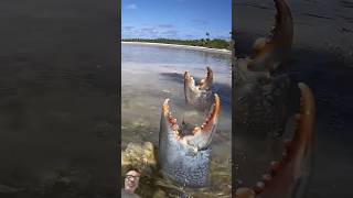 Mudcrab fishing mudcrab fish mudfish shark ocean animals food fishdish muddyoutdoors [upl. by Narcissus]