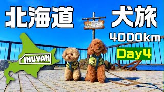 【北海道犬旅 4000キロ 車中泊】Day4 ノシャップ岬の利尻富士に感動して最北端ラーメンを堪能して白い道で迷子になってクッチャロ湖の白鳥にウットリした！ INUVAN〜イヌとバンライフ [upl. by Paulsen87]