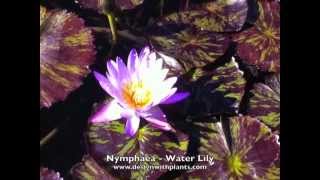 Nymphaea  Water Lily [upl. by Azirb]