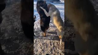 tibetan mastiff vs 3 wolfs fight 🔥animals wildlife shortsfeed shortsvideo viralvideo [upl. by Moses602]