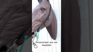 Personalized one ear lined headstall horsetack personalizedgifts customtack [upl. by Mellar629]