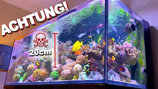 Welche Korallen töten sich  KORALLEN RICHTIG PLATZIEREN Meerwasseraquarium Tipps [upl. by Yahiya]