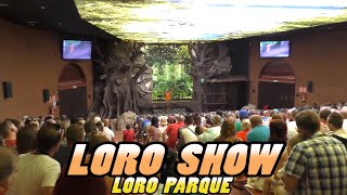 Loro Parque LORO SHOW  Tenerife 4k [upl. by Camile810]