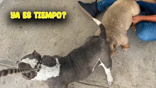 inseminar o implantar american bully [upl. by Annodas873]