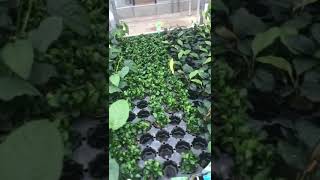 Anubias en invernadero Plantas acuáticas PLANTIBER [upl. by Pandich]