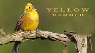 Yellowhammer Bird sounds and nest with chicks [upl. by Gnehs956]