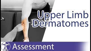 Dermatomes Upper Limb  Peripheral Neurological Examination [upl. by Luanni]