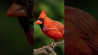 Cardinal Bird Song  Northern Cardinal Song [upl. by Jessalin]