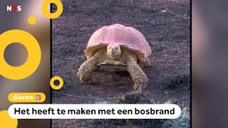 Huh Deze schildpadden zijn helemaal roze geworden [upl. by Aryc]