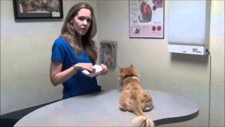 Insulin Basics for your Diabetic Cat [upl. by Alrak]