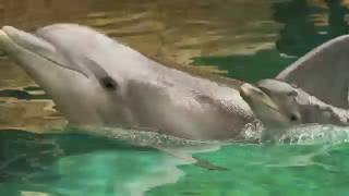 5 Awwsome Facts About SeaWorlds Newest Dolphins Calves [upl. by Radman]