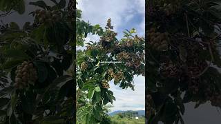 Lagerstroemia speciosaQuả cây bằng lăng [upl. by Launamme]