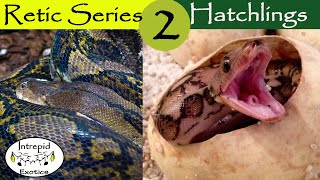 🟢Reticulated Python Hatchlings [upl. by Rauch]