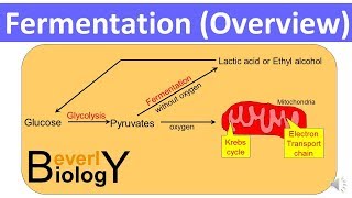 Fermentation Overview updated [upl. by Haymo]