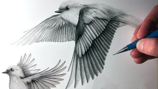 How to Draw Birds Flying [upl. by Yrrak]