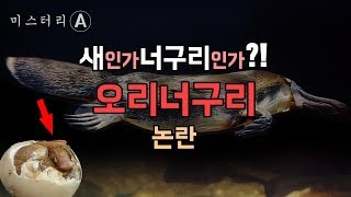 오리너구리는 새일까 너구리일까  조류 vs 포유류 논란 [upl. by Vladimar]