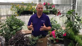 Dipladenia Combination Creation Guide with Jamie Gibson [upl. by Leba]