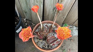 This Week in the Garden 115 degree temps Amaryllis Belladonna and Haemanthus S2E40 [upl. by Lirrad]