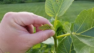 How to Pinch Fig Trees [upl. by Dominick125]