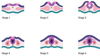 Anatomy  Neurulation 20 song [upl. by Manchester]