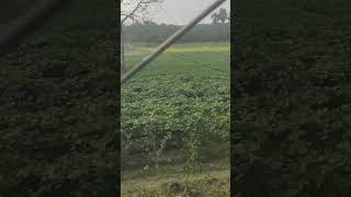 Field Image of field crops at Kalna on 300125 farmingshorts [upl. by Anawot896]