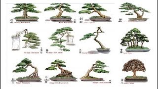 Những Dáng Thế Bonsai Cơ Bản Bạn Nhất Định Phải Biết  Bonsai styles  QH 01 [upl. by Adnamar]