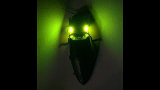 El insecto más luminoso del mundo 💚 [upl. by Haik]