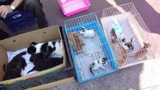 Songtan South Korea Pet StoreMP4 [upl. by Leonanie231]