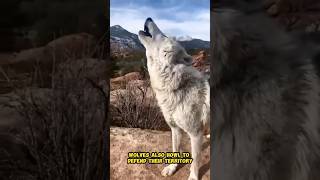 Why Do Wolves Howl shorts animals pets [upl. by Lydnek]