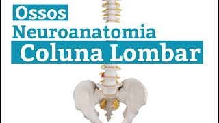 Como é formada a coluna lombar Quantos ossos formam a coluna vertebral Neuroanatomia Básica [upl. by Attiuqram261]